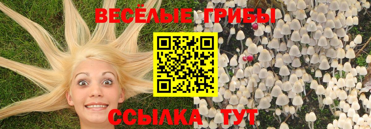 Галлюциногенные грибы Psilocybe  Псилоцибиновые грибы GOLDEN TEACHER  Пугачёв  Вход с VPN 